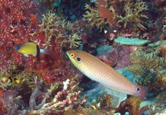 Halichoeres melasmapomus