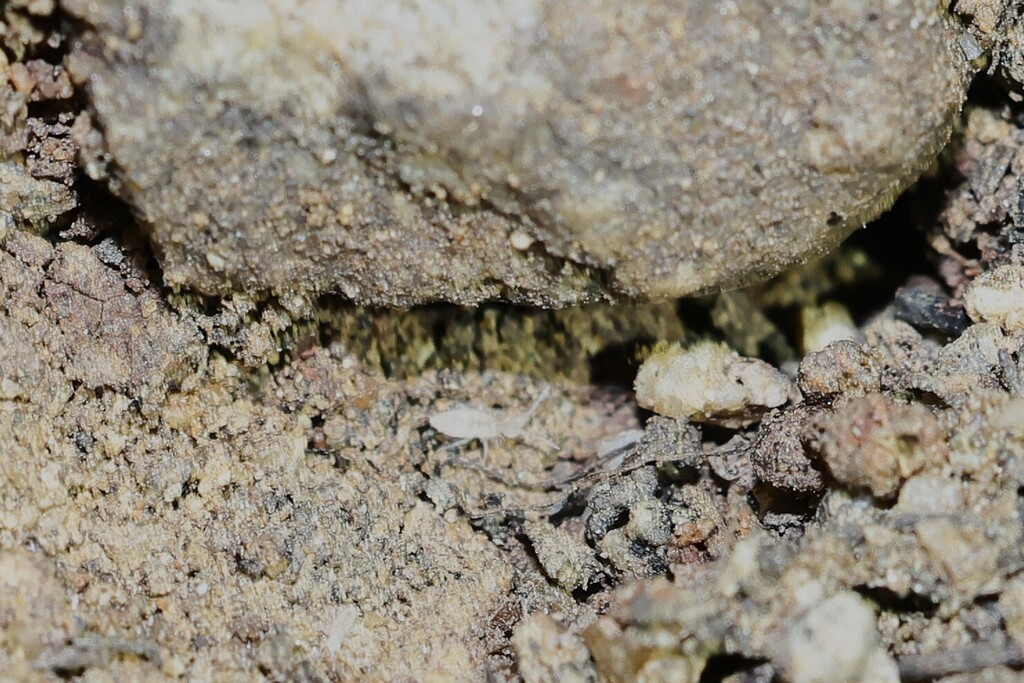 Sinella binoculata