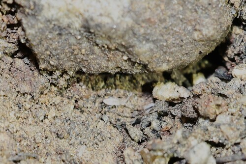 Sinella binoculata