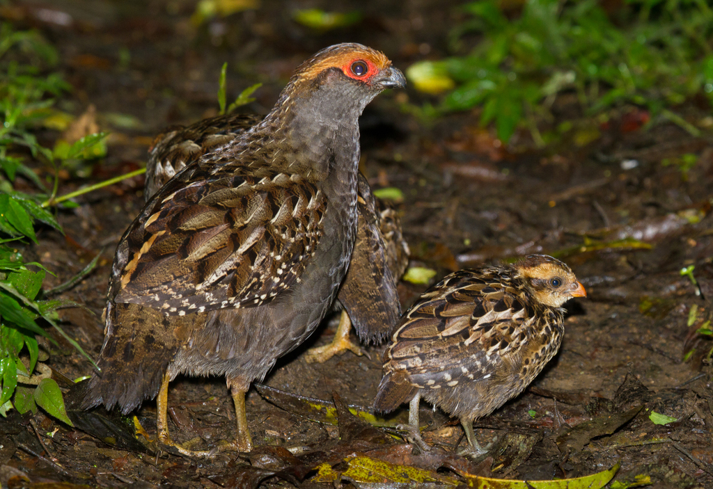 Spot-Winged Wood-Quail