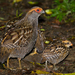 Spot-winged Wood-Quail - Photo (c) fabiomanfredini, some rights reserved (CC BY-NC), uploaded by fabiomanfredini