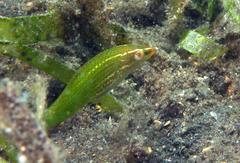 Halichoeres podostigma