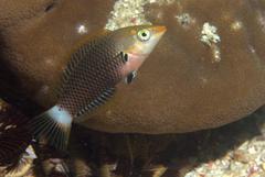 Halichoeres podostigma