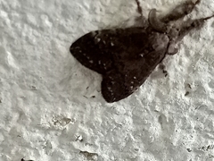 Dasychira chekiangensis