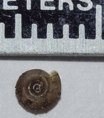 Helicodiscus