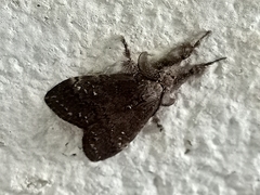 Dasychira chekiangensis