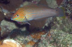 Halichoeres leucurus