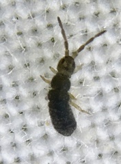 Isotomoidea