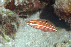 Halichoeres biocellatus