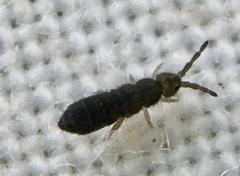 Isotomoidea