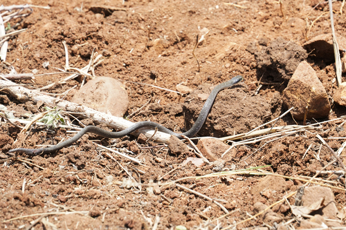 Red-lipped Snake