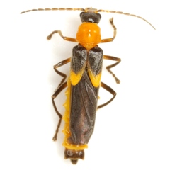 Belotus bicolor