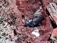 Zolodinus zelandicus