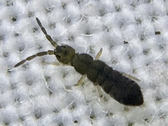 Isotomoidea