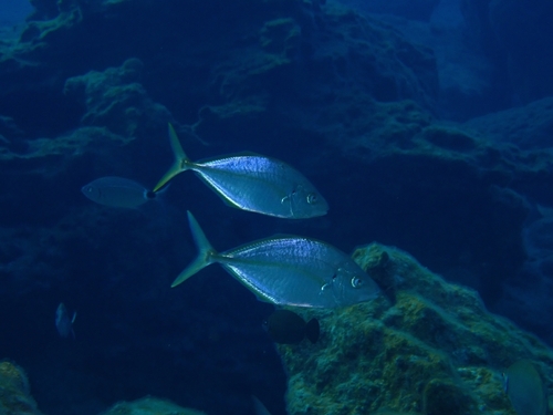 Pseudocaranx dentex