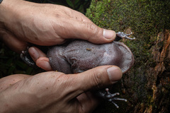Chong'an Moustache Toad photo 3