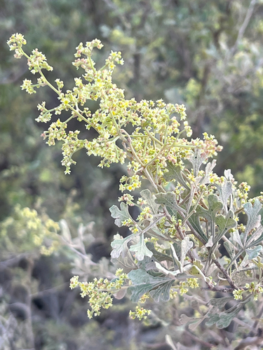 Searsia aucheri