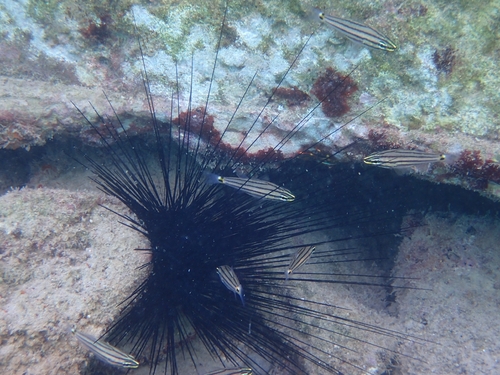 Indian Ocean twospot cardinalfish (Cheilodipterus novemstriatus) — Apogonidae — 4
