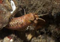 Eunice macrobranchia