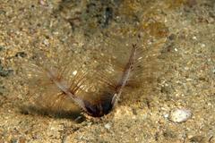 Lygdamis splendidus