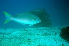 Caulolatilus princeps