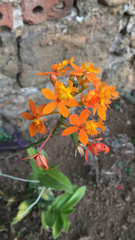 Epidendrum