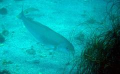 Caulolatilus princeps