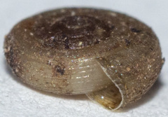 Helicodiscus