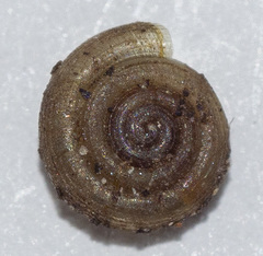 Helicodiscus