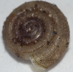 Helicodiscus