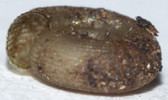Helicodiscus