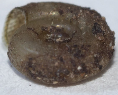 Helicodiscus