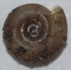 Helicodiscus