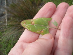 Liriomyza chenopodii