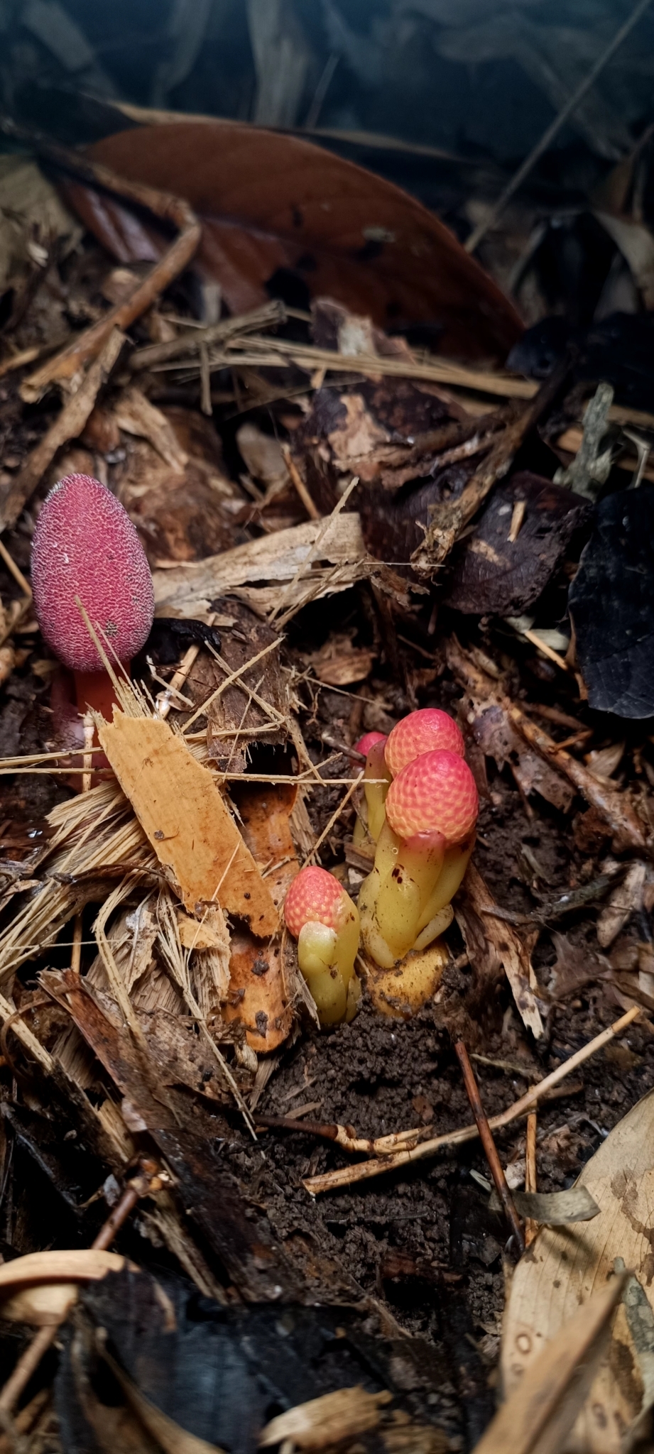 Balanophora harlandii (Balanophora harlandii)