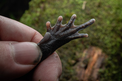 Chong'an Moustache Toad photo 5