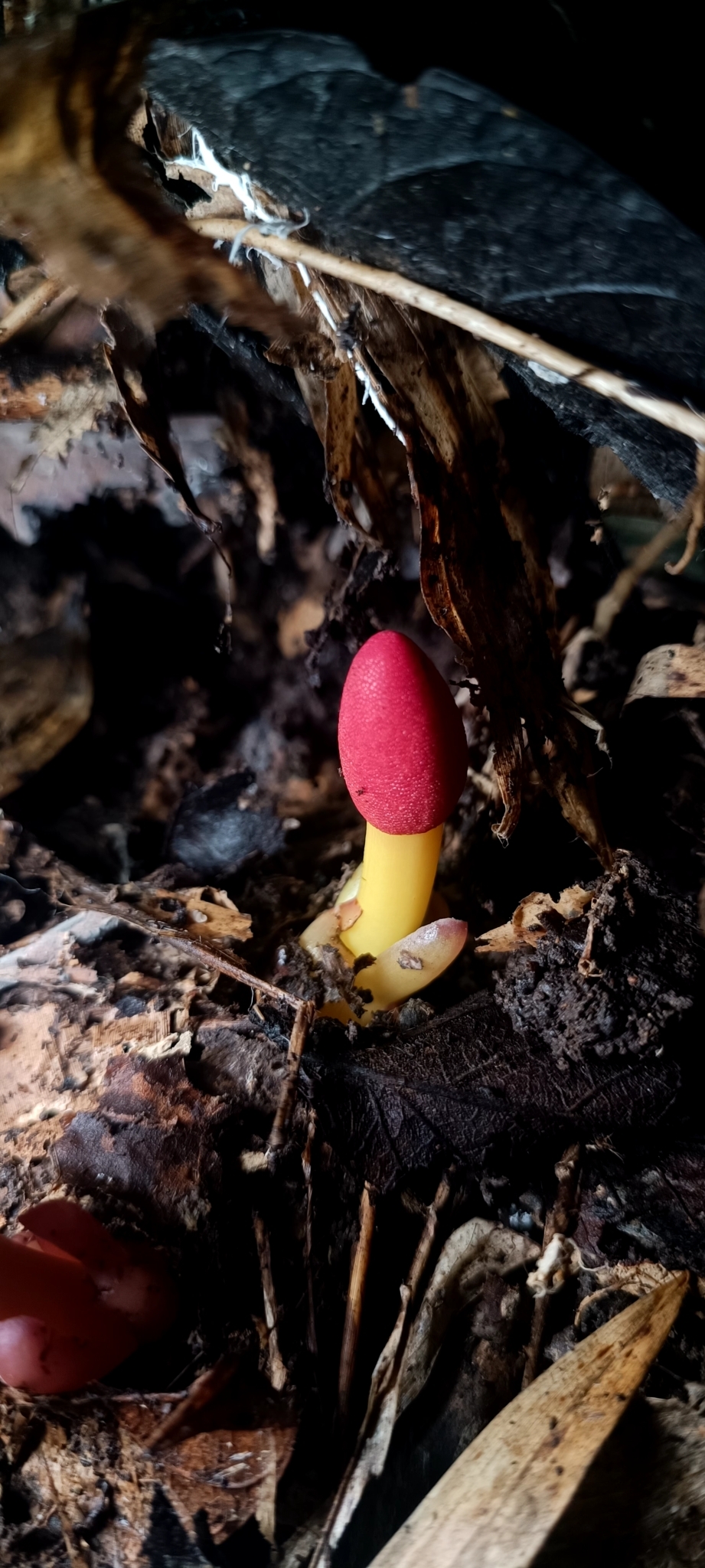 Balanophora harlandii — ảnh 2