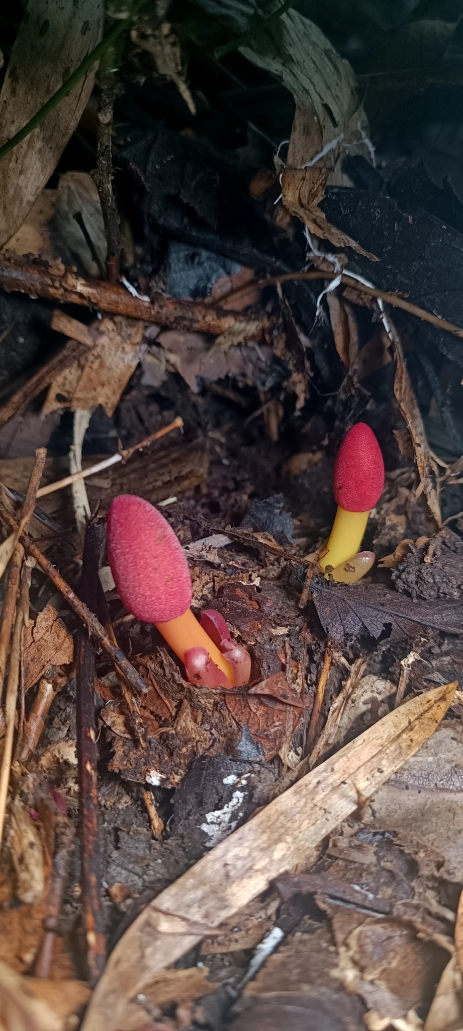 Balanophora harlandii — ảnh 3
