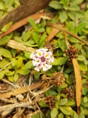 Phyla nodiflora minor
