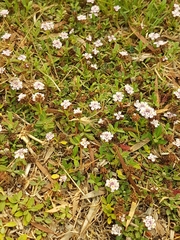 Phyla nodiflora minor