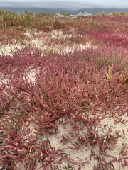 Salicornia meyeriana