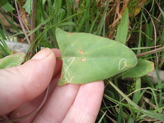 Liriomyza chenopodii