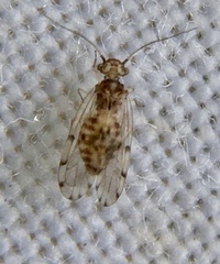 Ectopsocus