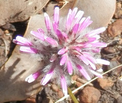 Ptilotus manglesii
