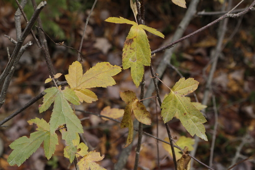 Malus toringo, photograph 2