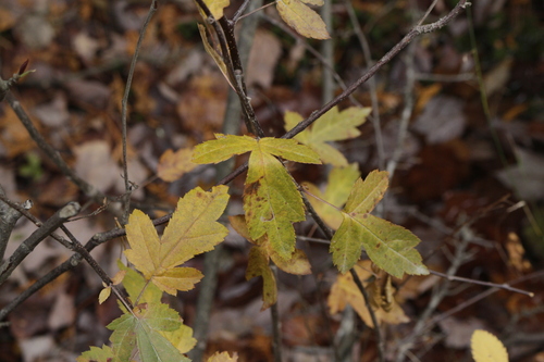Malus toringo, photograph 3