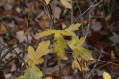 Malus toringo, photograph Charlie O'Brien, CC0, iNaturalist via GBIF