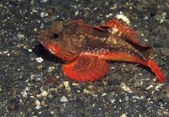 Richardsonichthys leucogaster