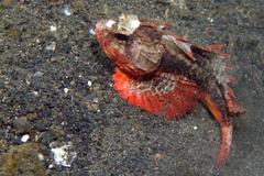 Richardsonichthys leucogaster