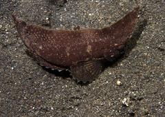 Ablabys macracanthus